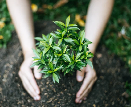 Planting a young tree seedling in prepared soil in Toronto