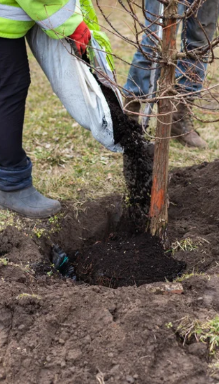 Arborist watering newly planted trees in toronto