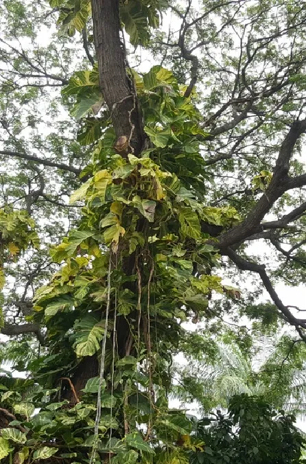 Arborist removing tree in Toronto.