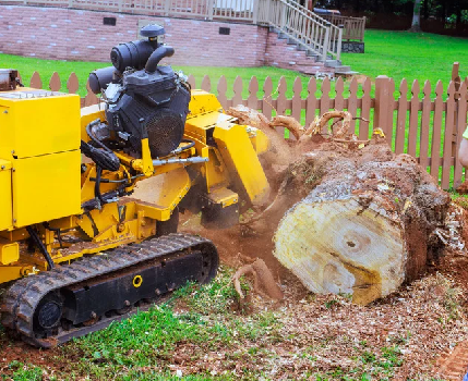 Large old tree stump in a yard in Toronto