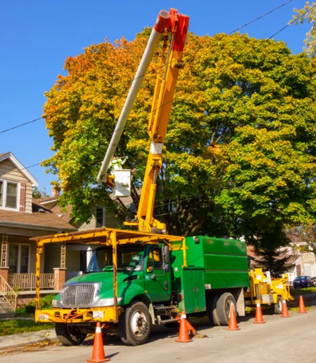 Emergency Tree Removal by Shady Lane Tree Care in Toronto