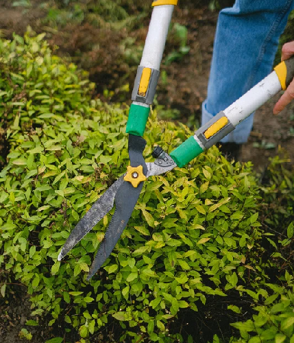 Toronto Hedge Trimming