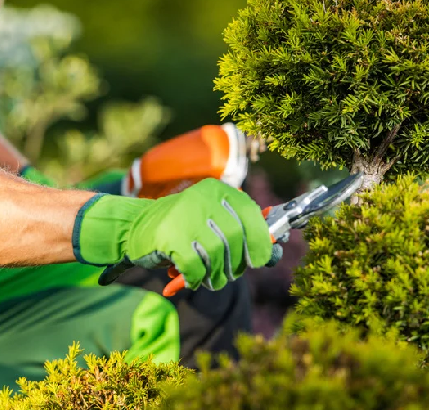Expert tree pruning 