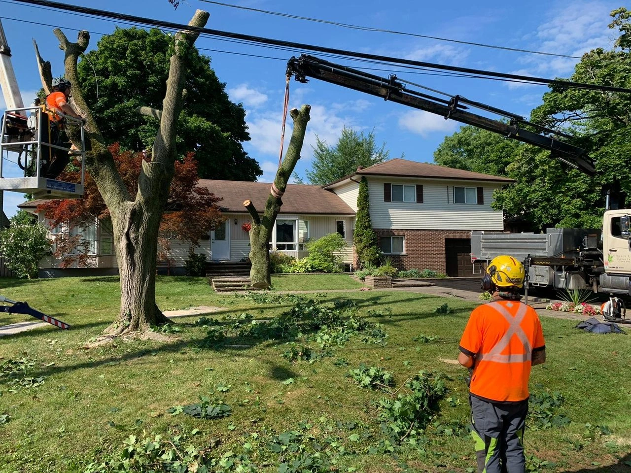 Certified Arborist in Bradford