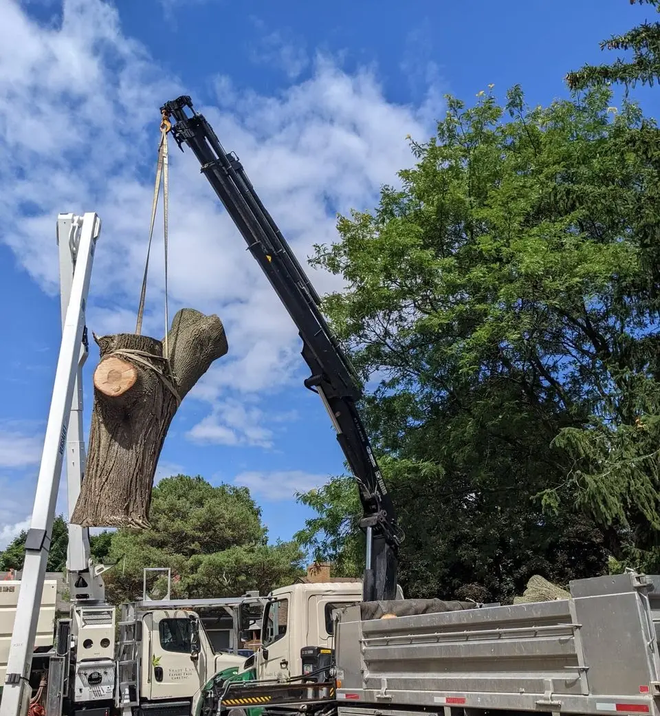 Tree Removal Services in Scarborough by Shady lane tree care