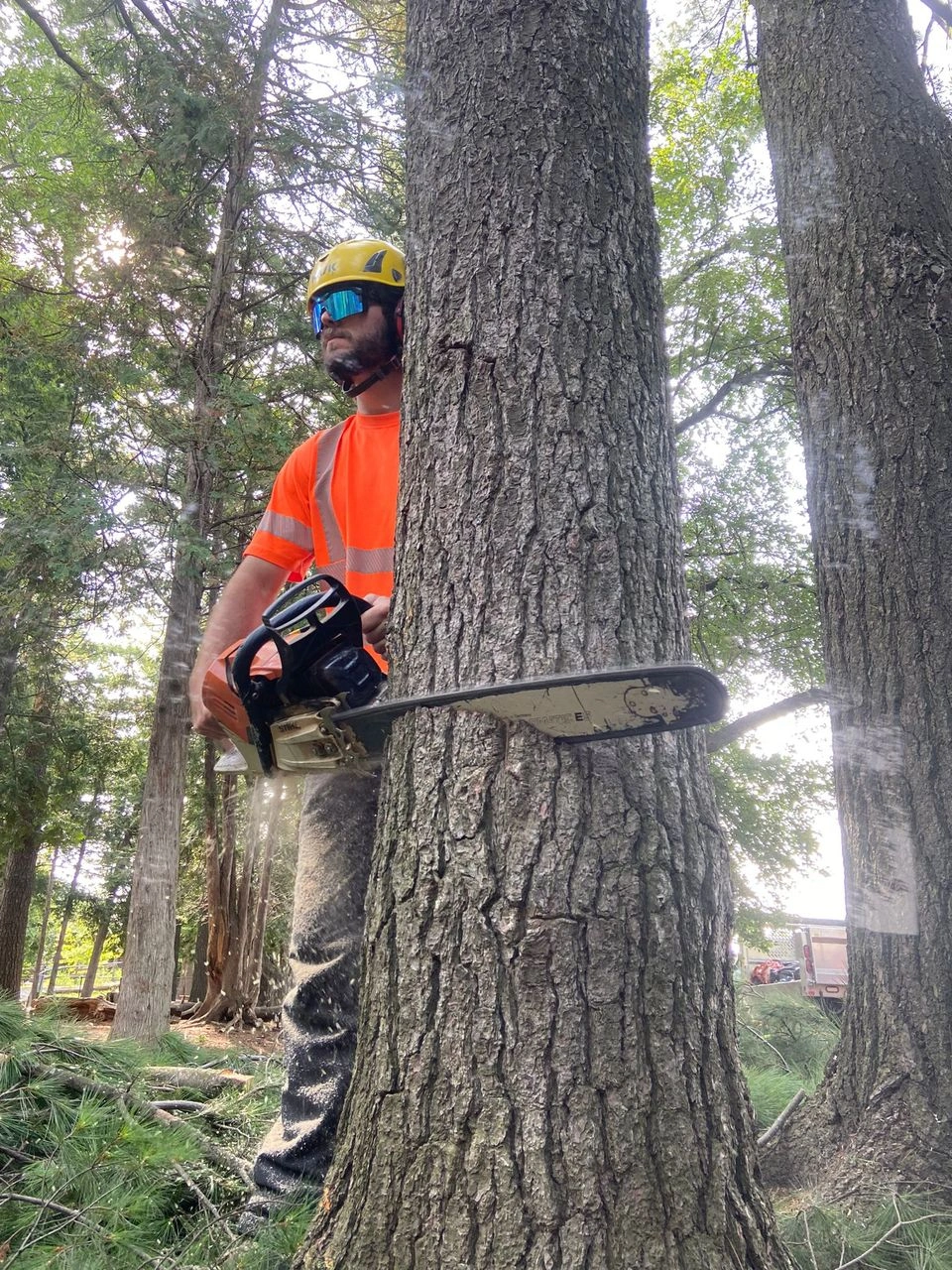 Safe & Reliable Tree Removal in Vaughan by Certified Arborists
