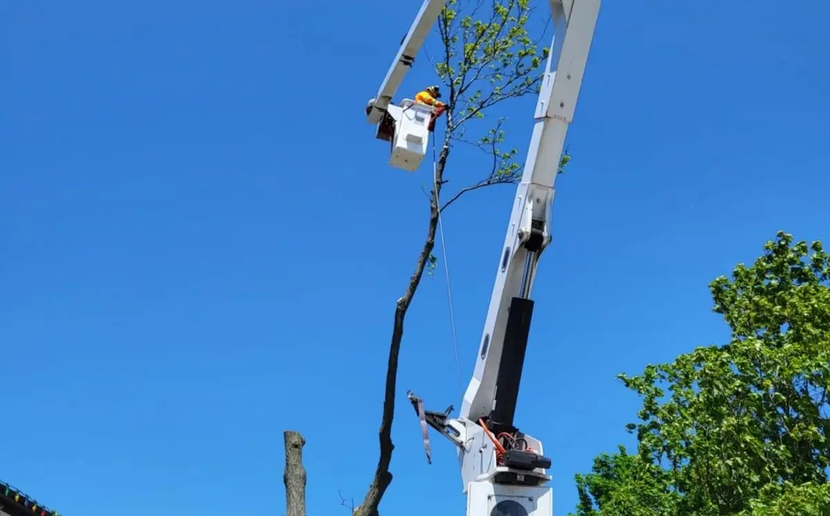Tree Care service in Caledon