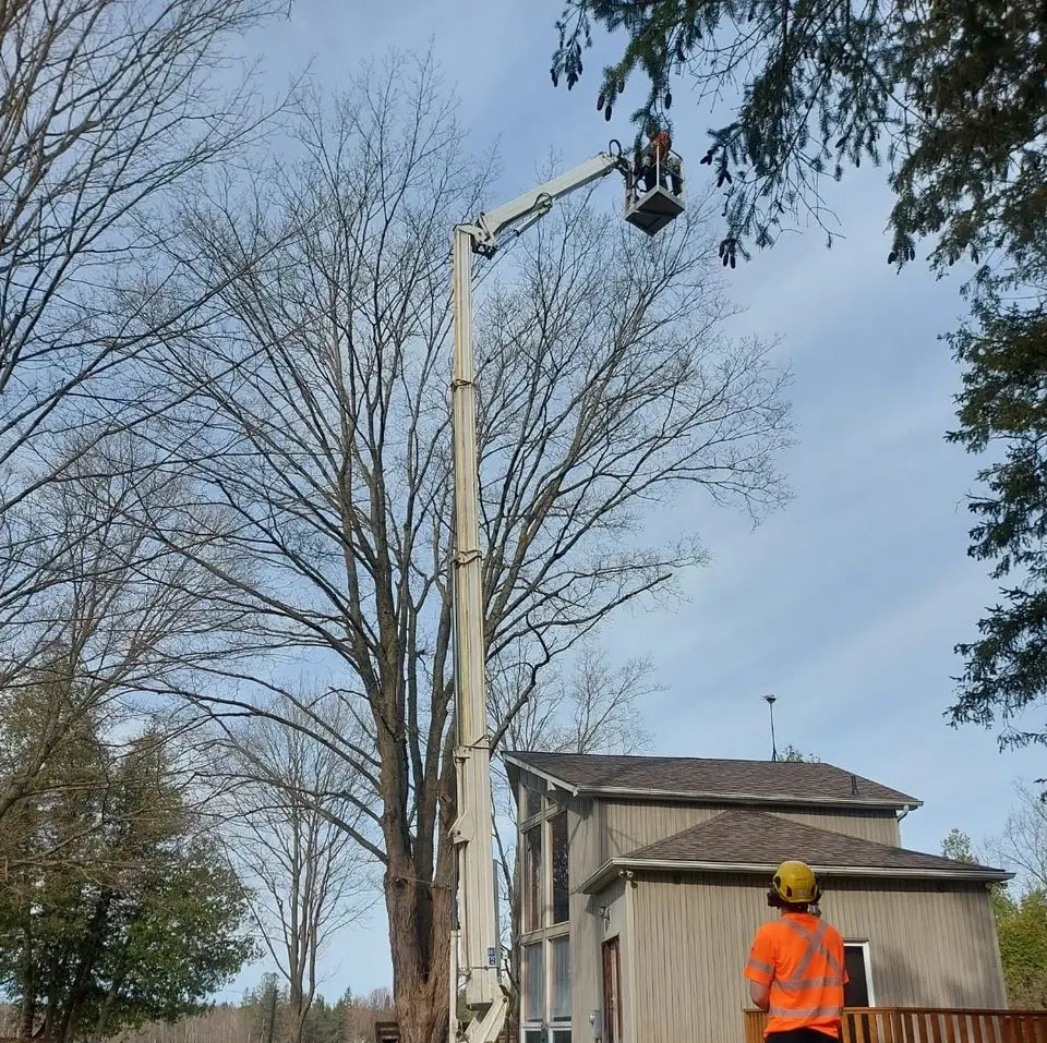 Shady lane Providing Professional Tree Service in Aurora