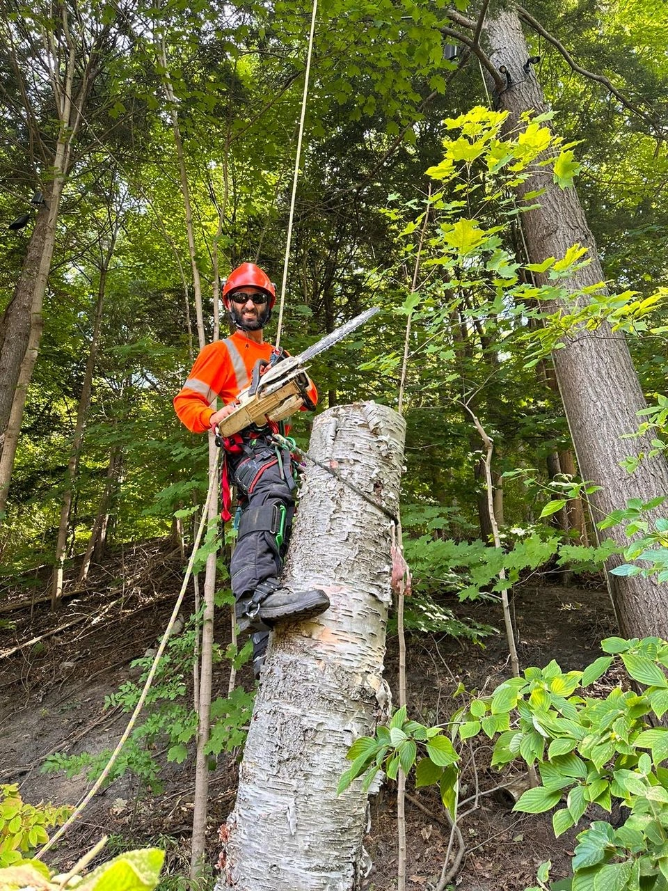 Residential and Commercial Tree Removal Aurora