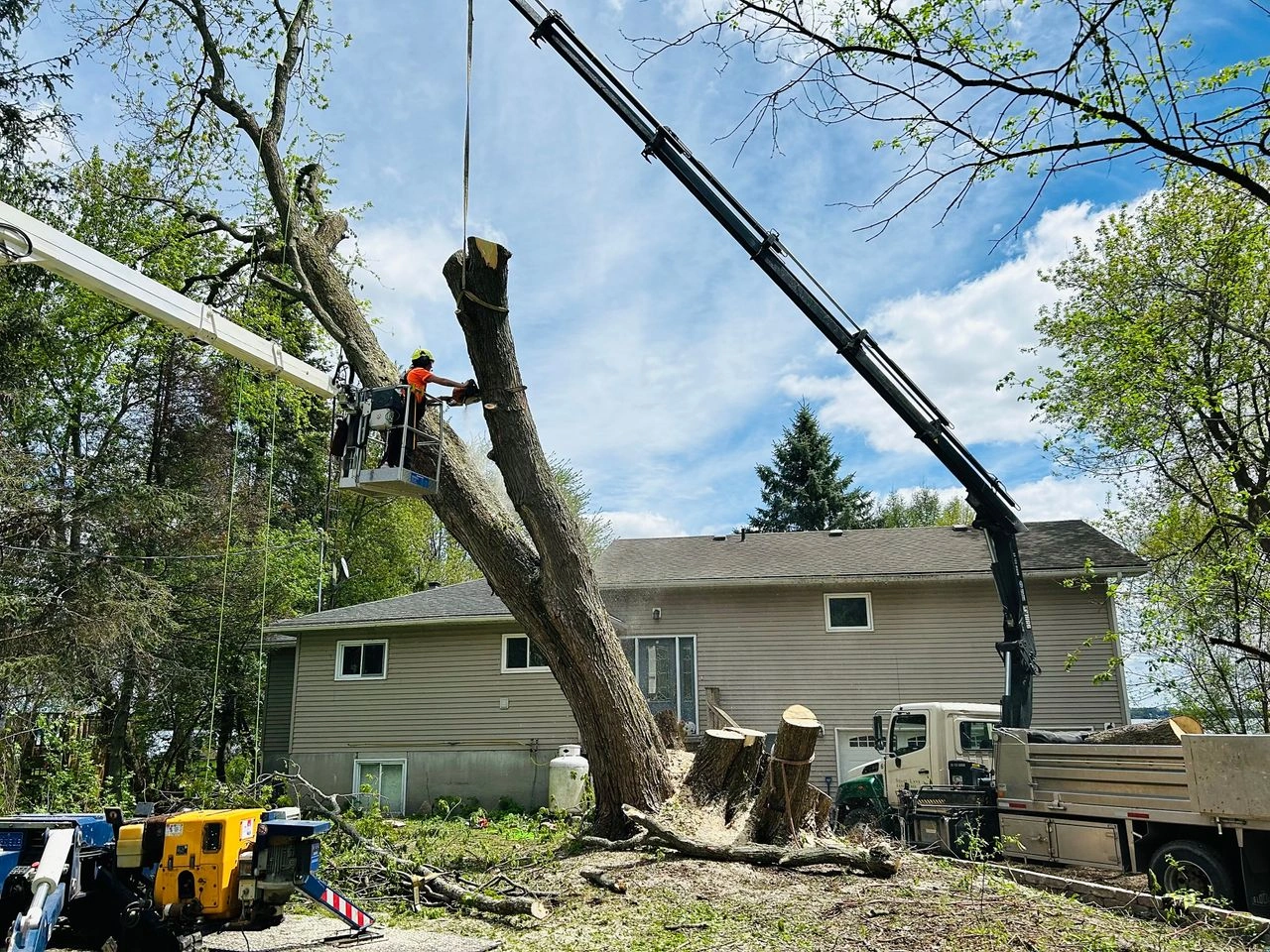 Expert Tree Removal in Aurora