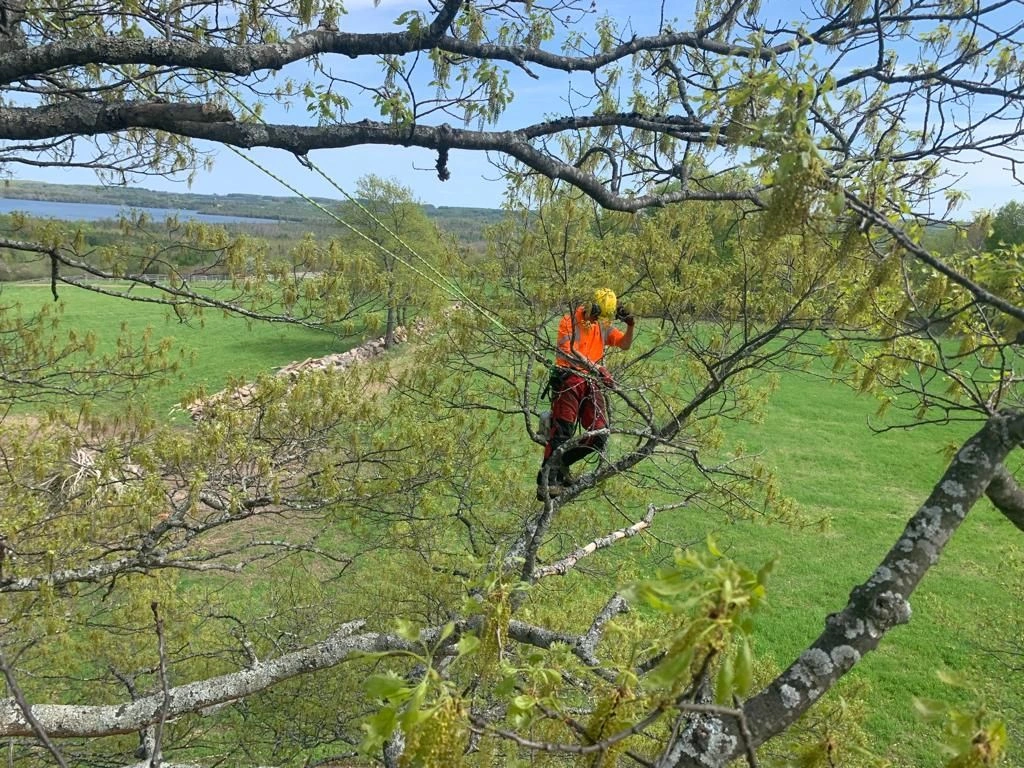 Tree Removal Service Experts in King City