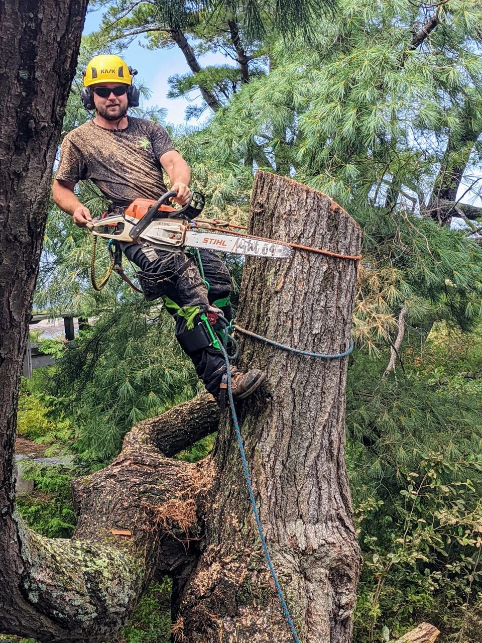King City Tree Service