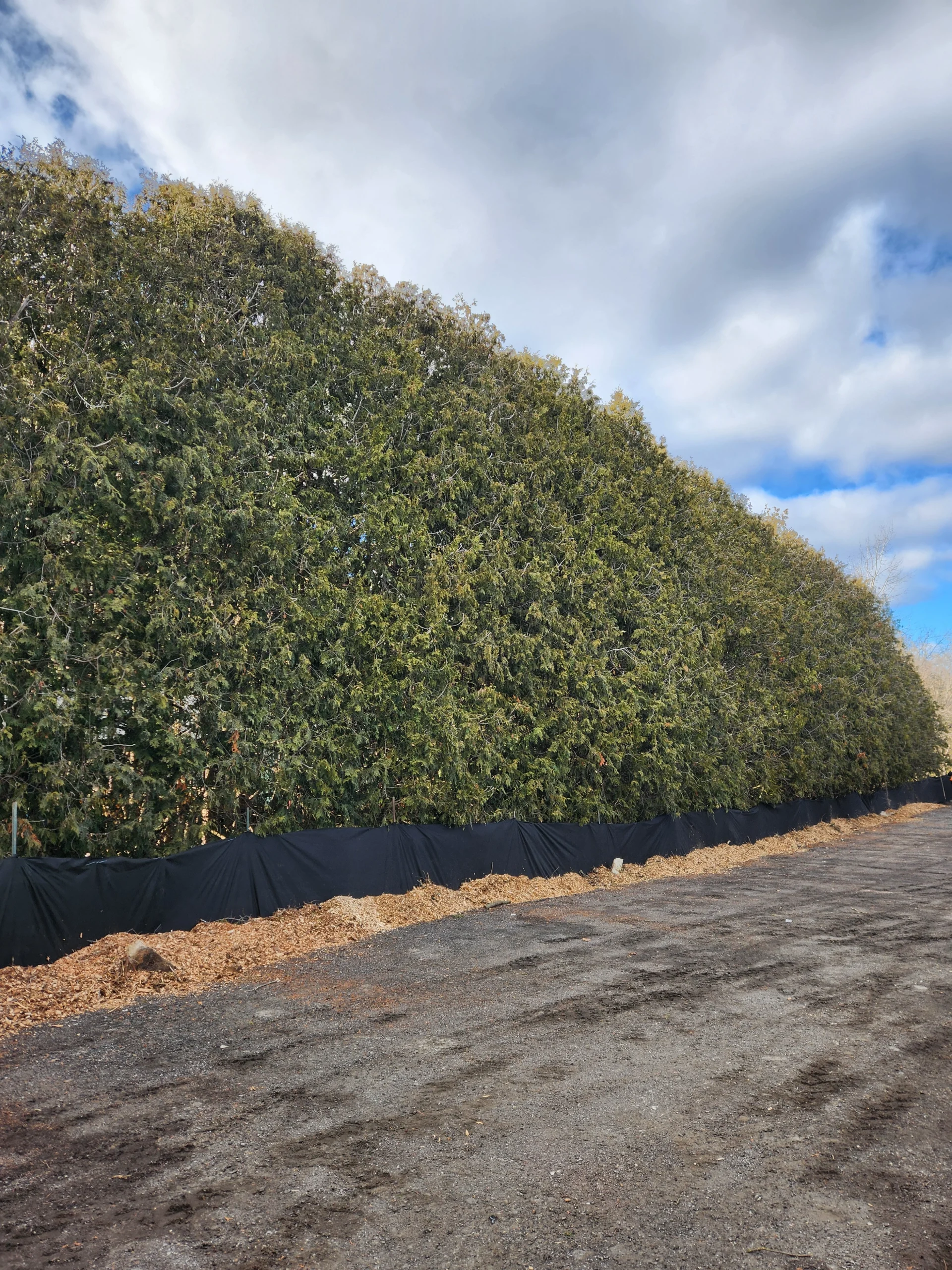 hedge trimming
