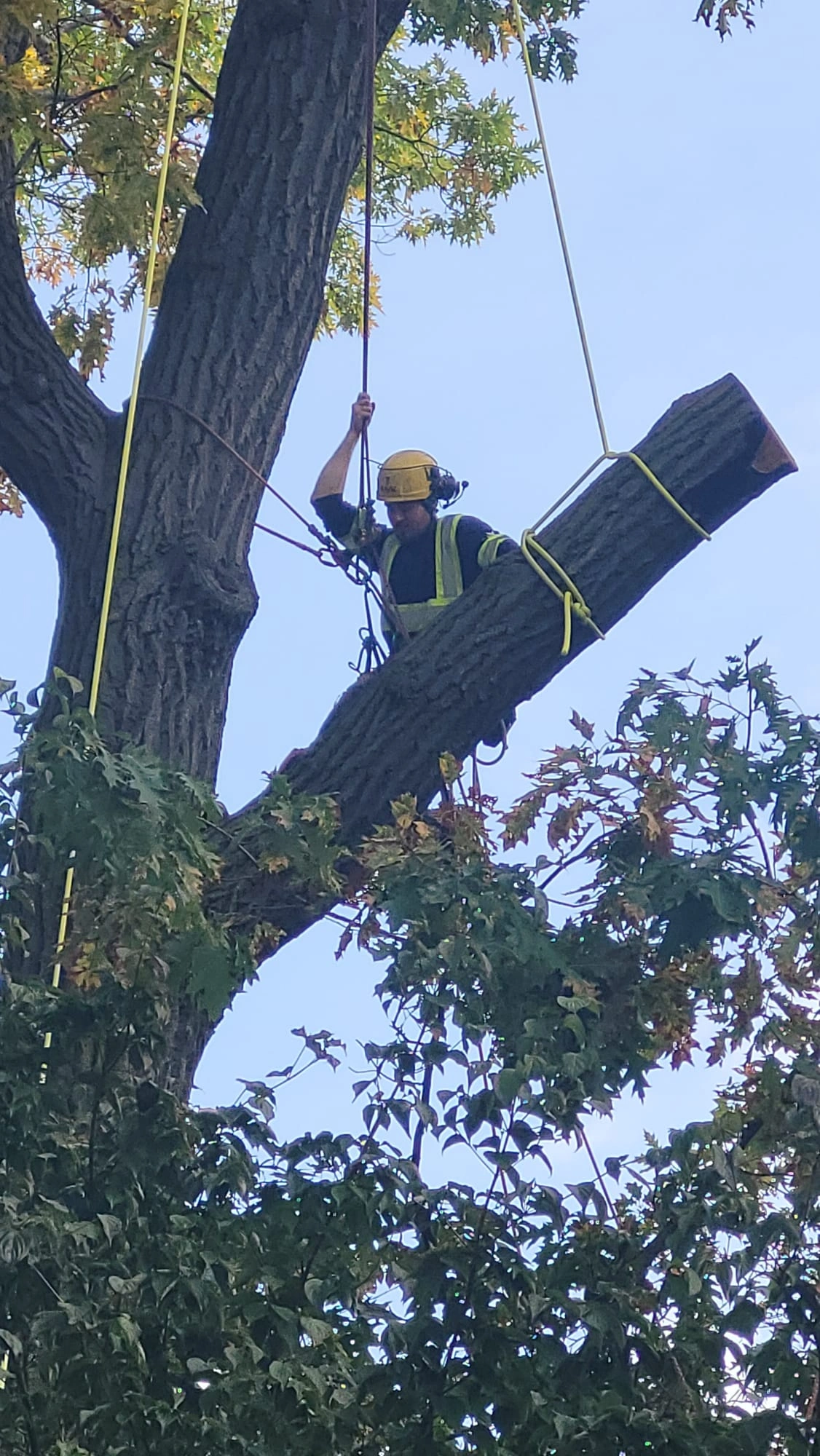 Tree Removal Emergency in Toronto