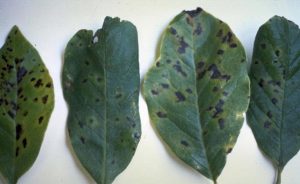 Lilac bacterial blight leaf spots