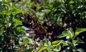 Lilac bacterial blight shoot dieback