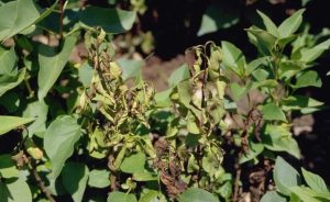 Lilac bacterial blight wilted shoots