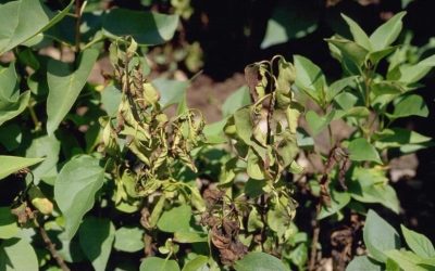 Bacterial Blight