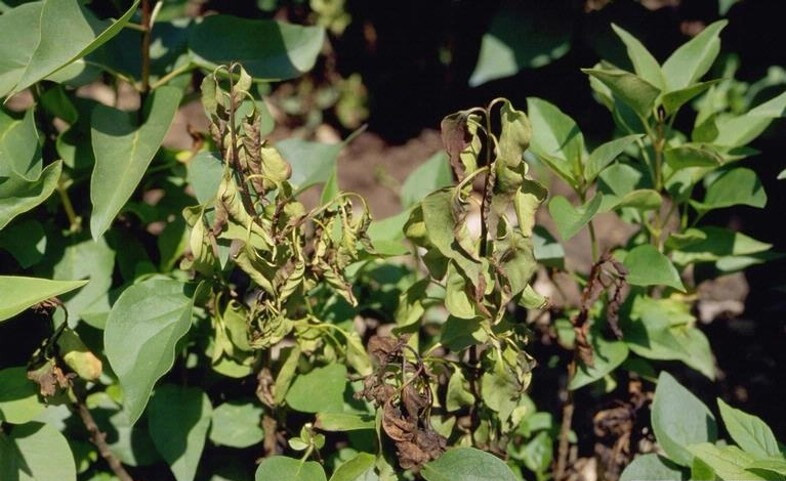 Lilac bacterial blight wilted shoots Lilac bacterial blight wilted shoots
