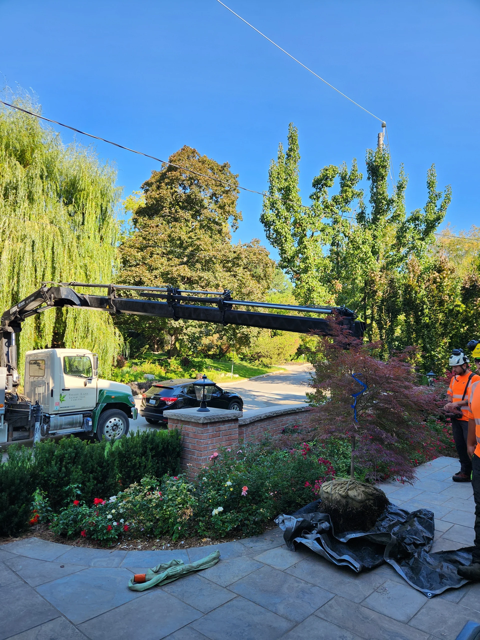 Tree planting site preparation in a Toronto landscape