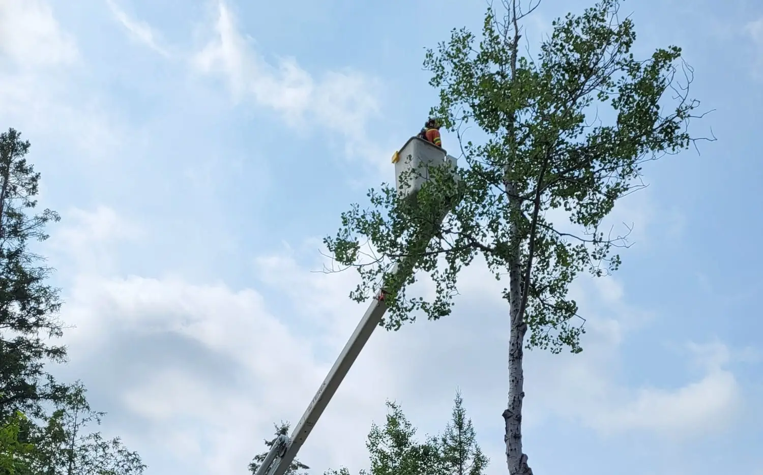 Expert Tree Trimming 