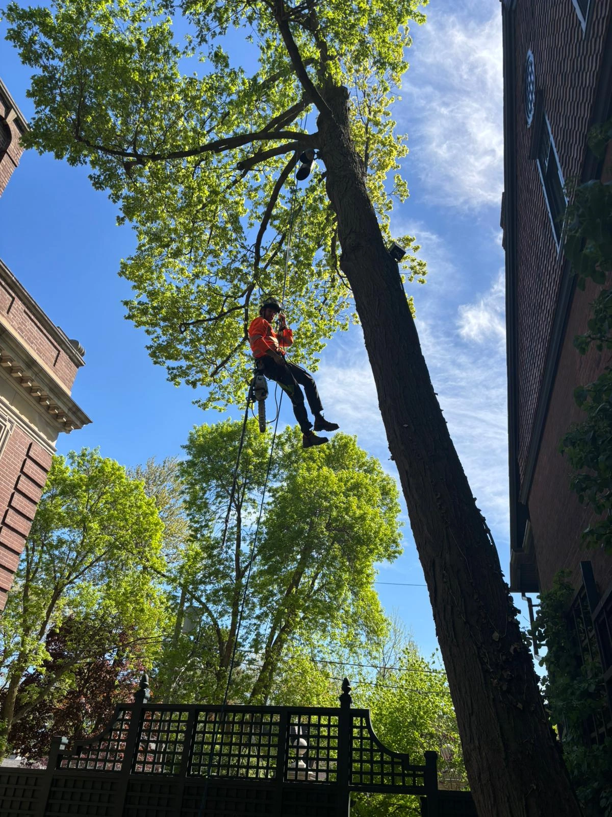 Regular Tree Trimming In Tronto