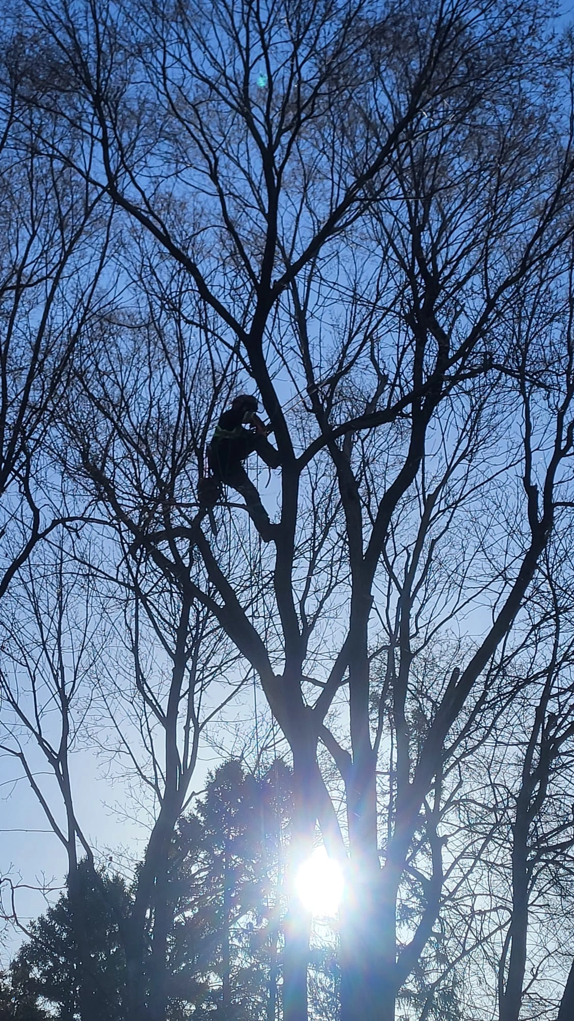 Tree triming in Tronto 