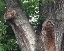 Bacterial Wetwood (Slime Flux) in Trees