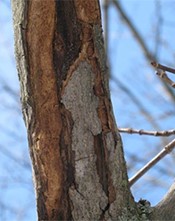 Vertical bark staining from bacterial wetwood slime flux on a tree trunk