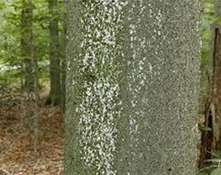 beech-bark-disease1