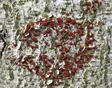 BEECH BARK DISEASE