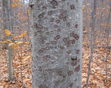 beech-bark-disease3