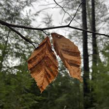 Sycamore leaves with brown anthracnose blotches following the leaf veins