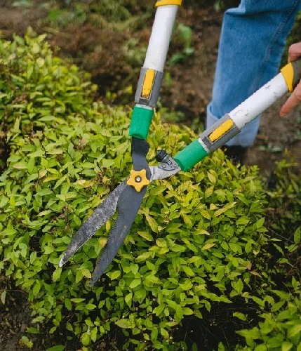 hedge trimming and shrub trimming work by Shady Lane