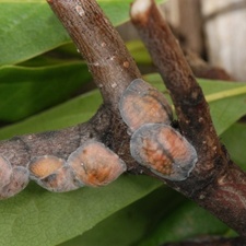 Sycamore leaves with brown anthracnose blotches following the leaf veins