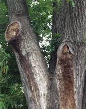 Bacterial Wetwood (Slime Flux) in Trees
