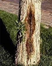 Dark slime flux ooze running down a tree trunk from a bacterial wetwood wound