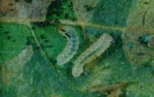 BIRCH LEAFMINER