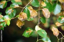 BIRCH LEAFMINER2