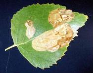 BIRCH LEAF MINER3