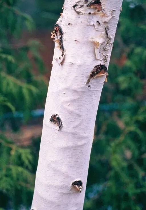 Bronze birch borer damage on birch trunk with swollen bark and exit wounds