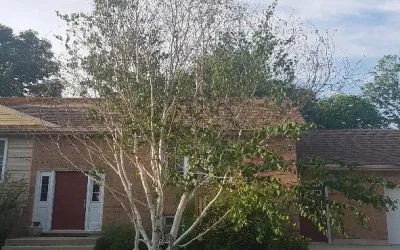 Bronze Birch Borer
