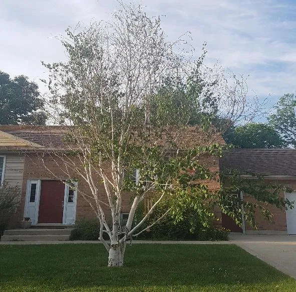 Birch tree with thinning upper canopy from bronze birch borer infestation