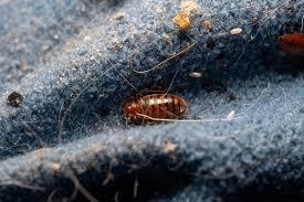 bed-bug-close-up-adult.jpg