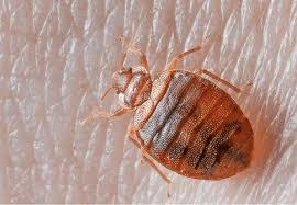 BED BUGS