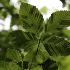 Sycamore leaves with brown anthracnose blotches following the leaf veins
