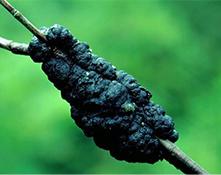 black knot gall on cherry tree branch