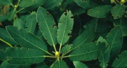 rhododendron leaves with black vine weevil notch damage