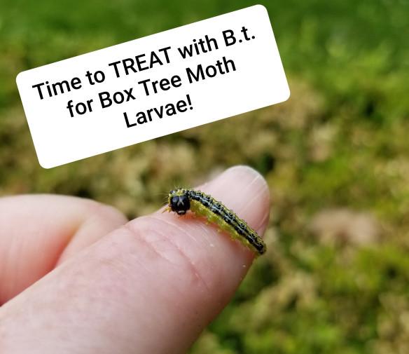 Box tree moth larva on a fingertip, ready for B.t. treatment in Ontario