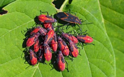 Box Elder Bug